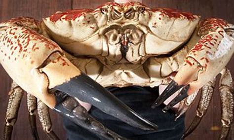 Largest King Crab In The World