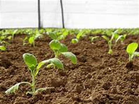 तंबाखु रोपावस्थेतील कुज