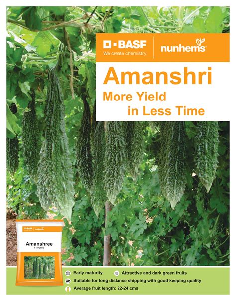 BASF nunhems Amanshri F1 Hybrid Bitter Gourd Seeds – Cultree India