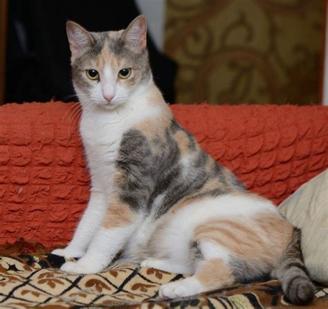 Dilute Caliby (Tabby/Calico) Cat Sitting on Couch
