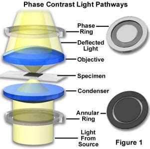 Image result for Phase Ring Alignment