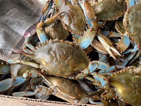 Ice and Seafood | KOOL Ice & Seafood Co | Cambridge, MD