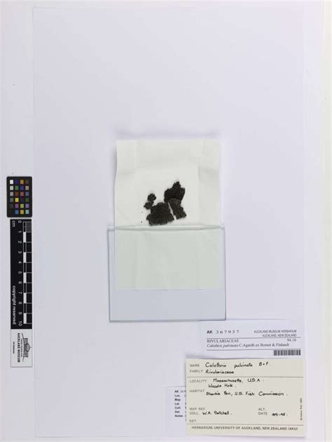 Calothrix pulvinata C.Agardh ex Bornet and Flahault (AM AK367937 ...