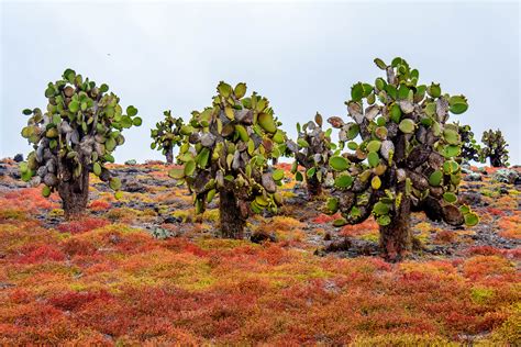 Discovering Galápagos Cacti and Their Resilient Beauty | Galápagos ...