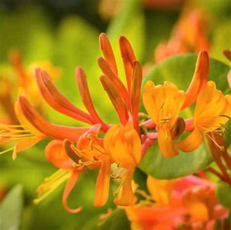Honeysuckle Mandarin | Easy To Grow Bulbs