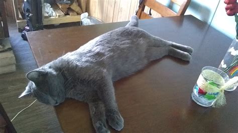 DIXIE DAY SPAY - Cleveland TN - Hours, Directions, Reviews - Loc8NearMe