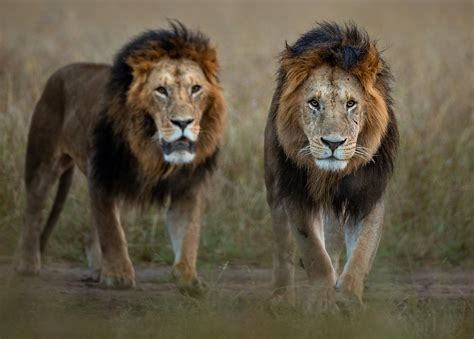 Top Ten Lion Facts You Might Not Know | Panthera