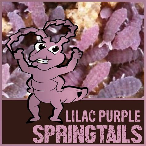 Image result for Purple Spring Tails