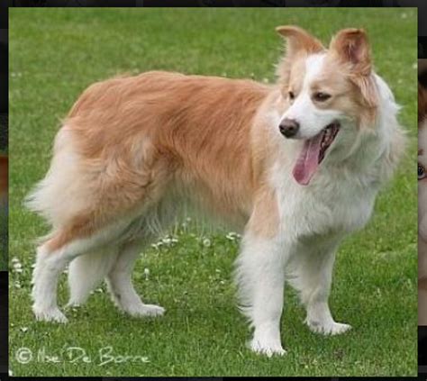 Golden Border Collie