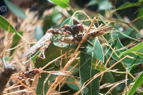 Biggest Grasshopper 的图像结果