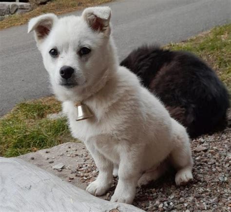 Südtirols Tierbörse Nr. 1 | Luudl