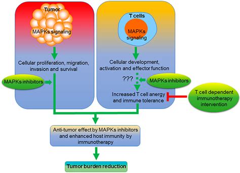 Mitogen-Activated Protein Kinase Inhibitors and T-Cell-Dependent ...