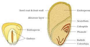 Draw the labelled diagram of the following: (i) Gram seed (ii) V.S. of ...