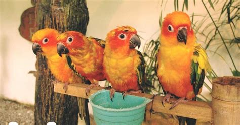 KL Bird Park Admission Ticket With One Way Transfer in Kuala Lumpur ...