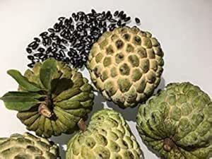 SelfLine | Sitafal | Sarifa Seeds - Pack Of 100 Seeds : Amazon.in ...