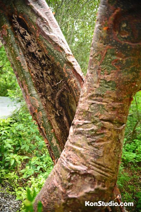 Image result for Glib Tree