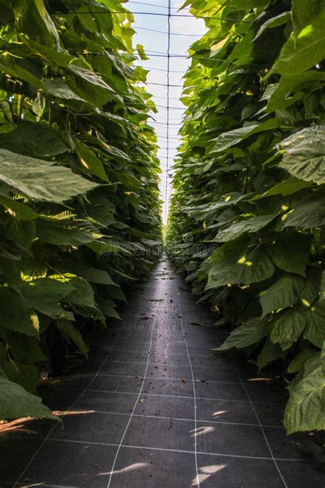 Image result for Raspberry Green Color