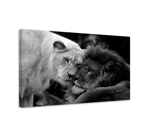 Lion Love Black And White