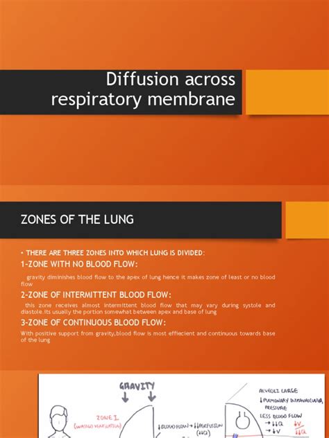 Image result for Diffusing Capacity of Respiratory Membrane