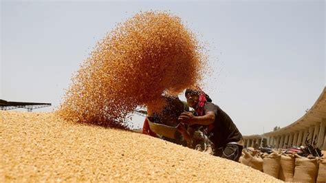 Wheat prices hit 8-month high on festival demand amid tight supply ...