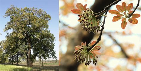 मोहफुल उत्पादनातून आदिवासींचे जीवनमान उंचावण्यासाठी 'मोहफुल - आदिवासी ...