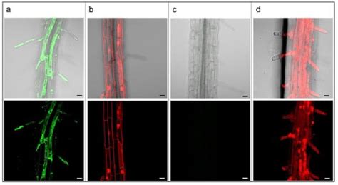 Plants | Special Issue : Microscopy Techniques in Plant Studies