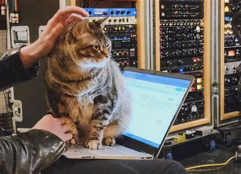 The Cat House, Hypnotic Pattern (Garage/Psych/Rock) , The Fireside ...