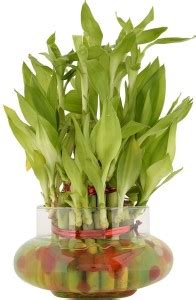 Phoolistan Three Layer Bamboo Plant Price in India - Buy Phoolistan ...