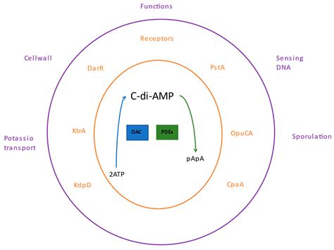 Nucleotides as Bacterial Second Messengers[v1] | Preprints.org