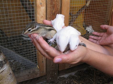gebe ein weisses Streifenhörnchen in liebevolle Hände ab in ...