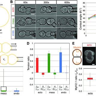 Image result for Adhesion Cell Sorting