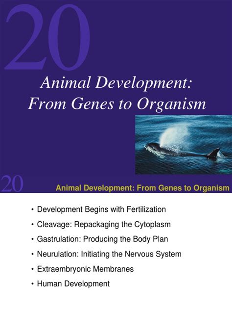 Image result for Direct Development