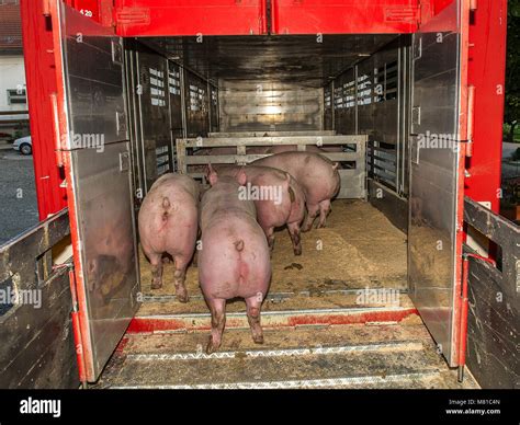 Image result for Loading Pigs for Processing