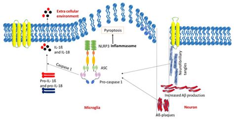 Inflammasome-Mediated Neuroinflammation: A Key Driver in Alzheimer’s ...