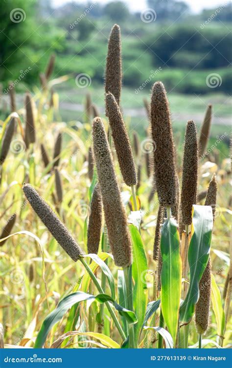 Mijo Perla Pennisetum Glaucum O Bajra Planta Verde En Una Granja Imagen ...