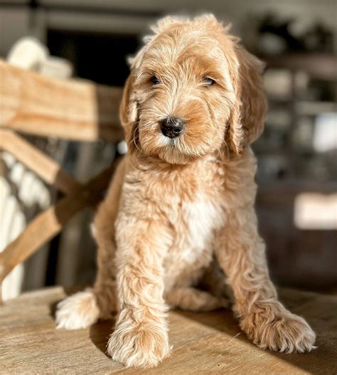 Goldendoodles Full Grown