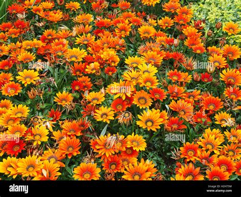 Orange gazanias (a drought tolerant plant native to South Africa) in full bloom Stock Photo - Alamy