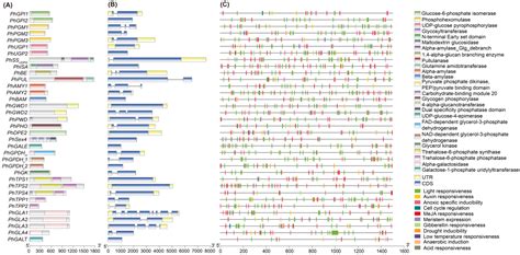 Floridean Starch and Floridoside Metabolic Pathways of Neoporphyra ...