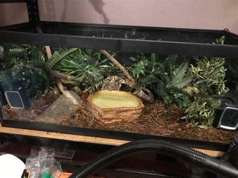 Image result for Pide Ball Python Enclosure
