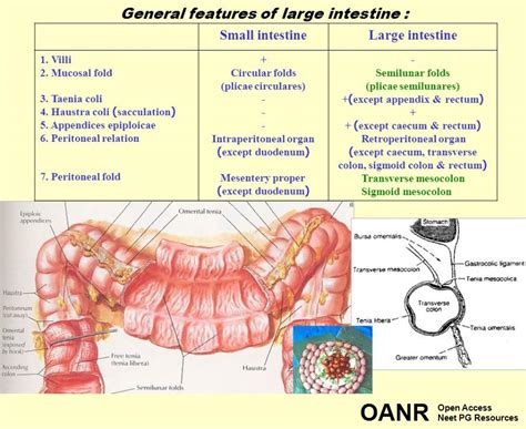 Anatomical features of Large and Small Intestine.