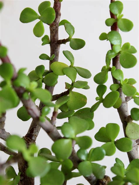 Buy Window Plants Online | Beautiful Plants by Greenkin