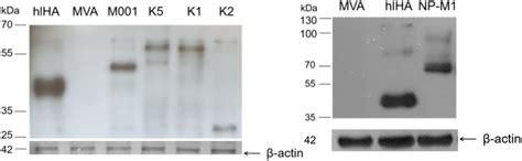 Development of a Universal Epitope-Based Influenza Vaccine and ...