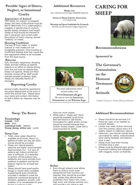 Sheep Care 的图像结果