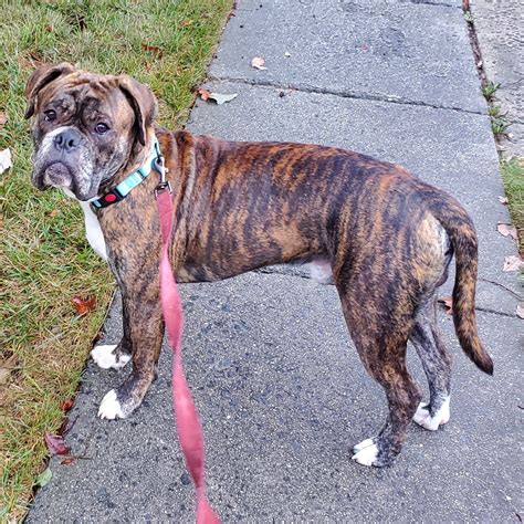 Valley Bulldog Dog Breed Guide