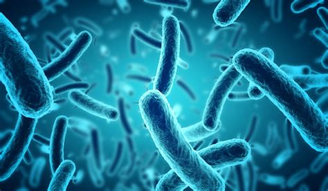 Keep your enemies close: Bacterial biofilms could help probiotics ...