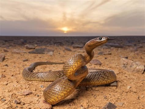 Inland taipan: up close and personal with the world’s most venomous snake