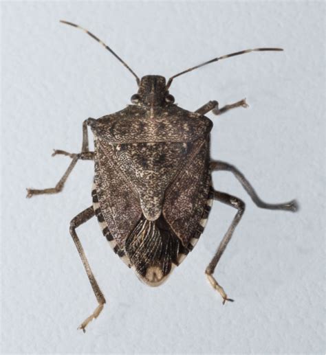 Piercing Insect 的图像结果