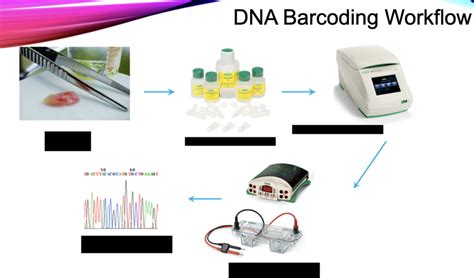 Image result for DNA Barcoding Process