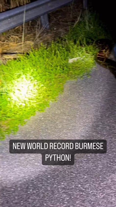 Image result for Humans Cut Out of Python