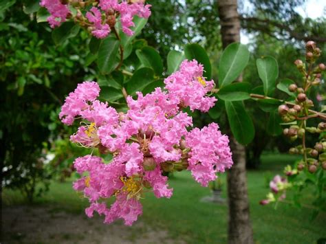 Buy Crape Myrtle (Lagerstroemia Indica), 200 Seeds Online at Lowest ...